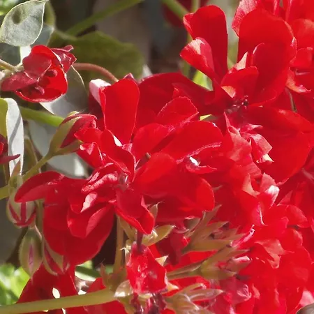 Harry's Bar & 1 3* Acharavi (Corfu)